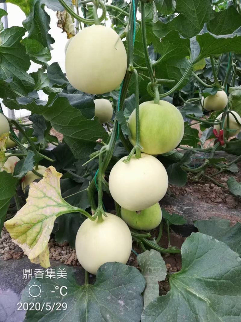 鼎香集美甜瓜种子早熟皮薄果肉脆甜圆形果亩2000株囗感香