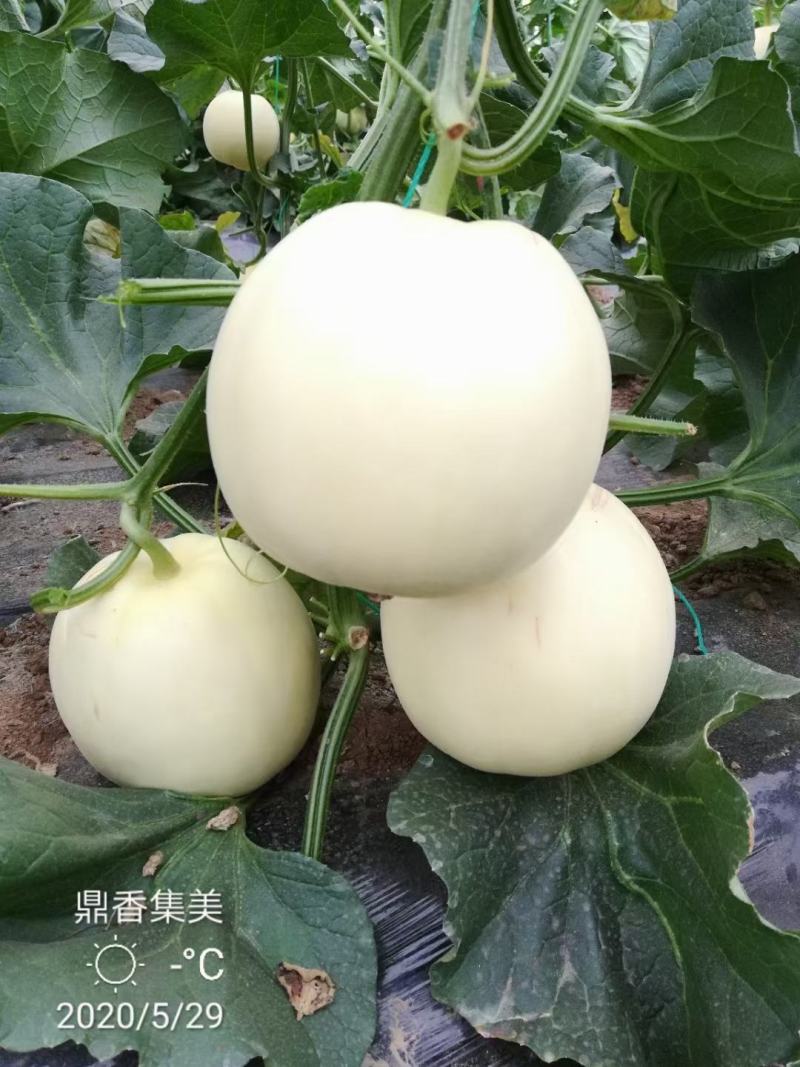 鼎香集美甜瓜种子早熟皮薄果肉脆甜圆形果亩2000株囗感香