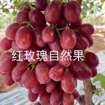 中国红玫瑰葡萄苗