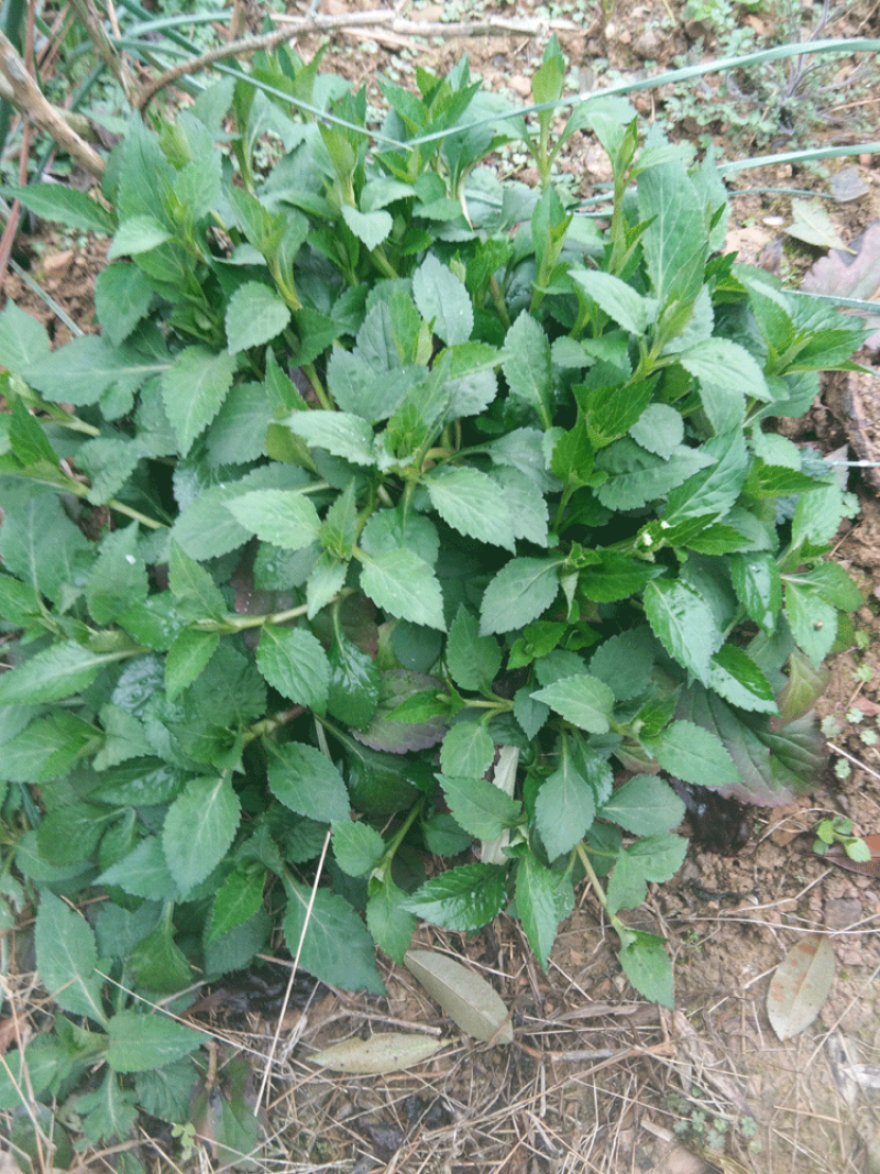 新鲜苦菜野生苦菜