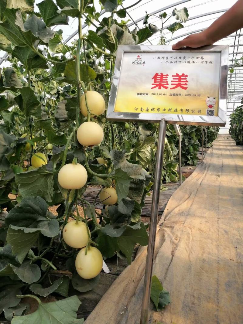 鼎香集美甜瓜种子早熟皮薄果肉脆甜圆形果亩2000株囗感香