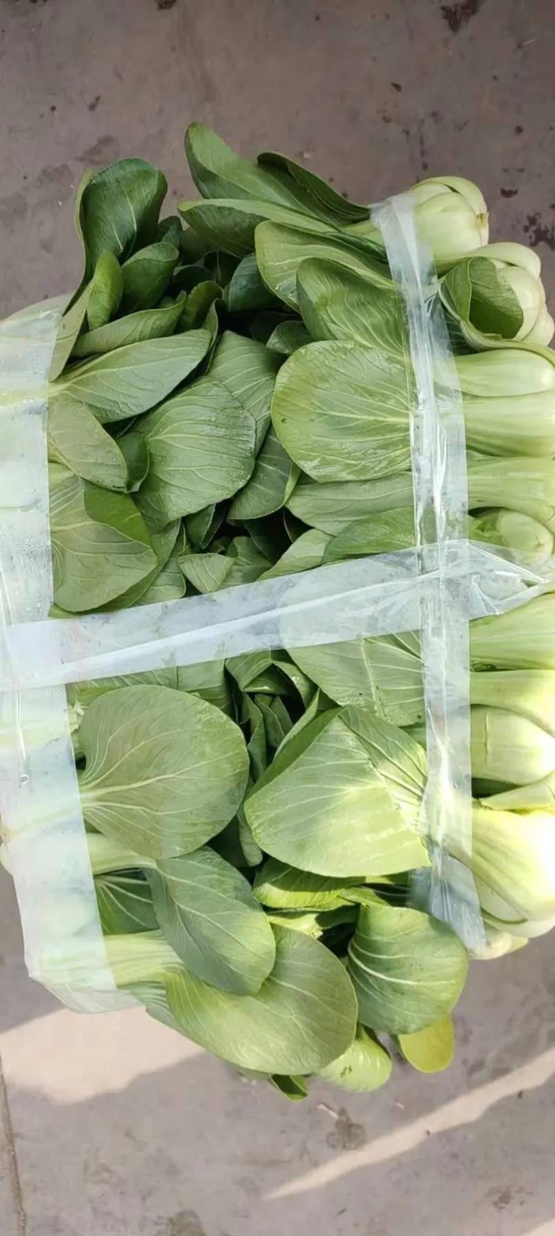 小油菜，上海青按需求提供包装大小均匀无黄叶虫眼