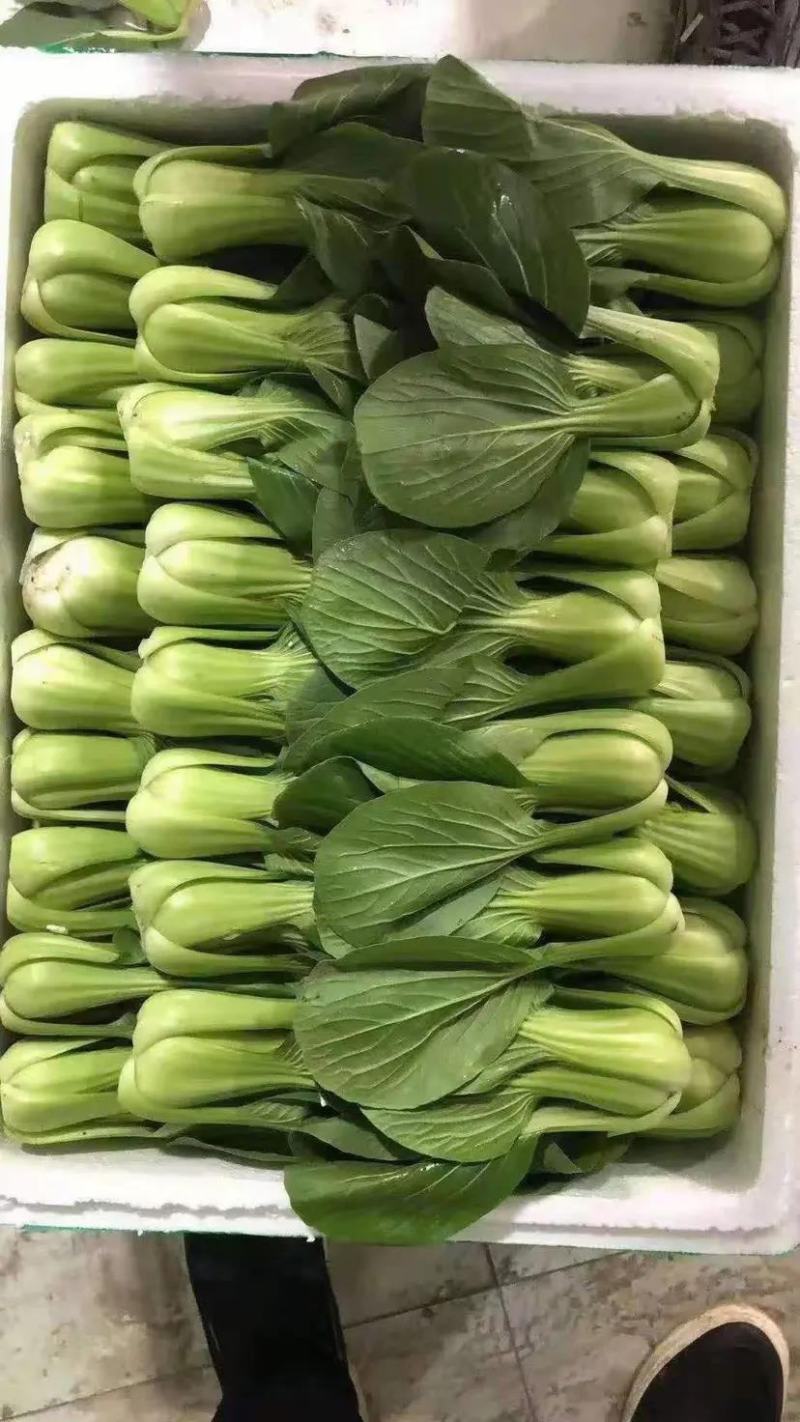 小油菜，上海青按需求提供包装大小均匀无黄叶虫眼