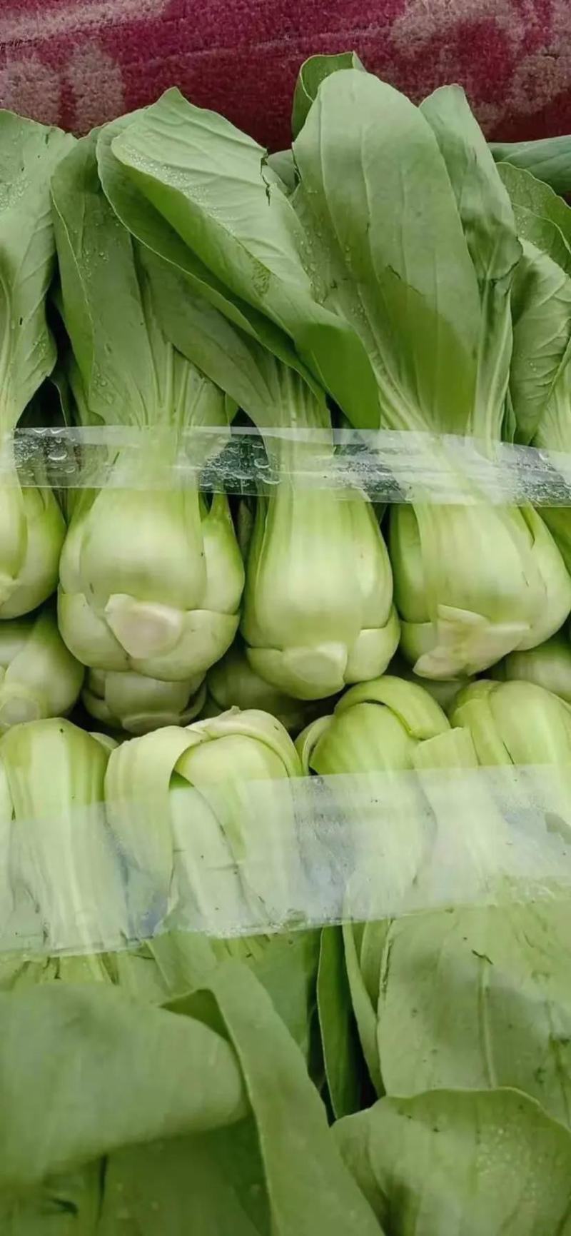 小油菜，上海青按需求提供包装大小均匀无黄叶虫眼