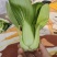 小油菜，上海青按需求提供包装大小均匀无黄叶虫眼