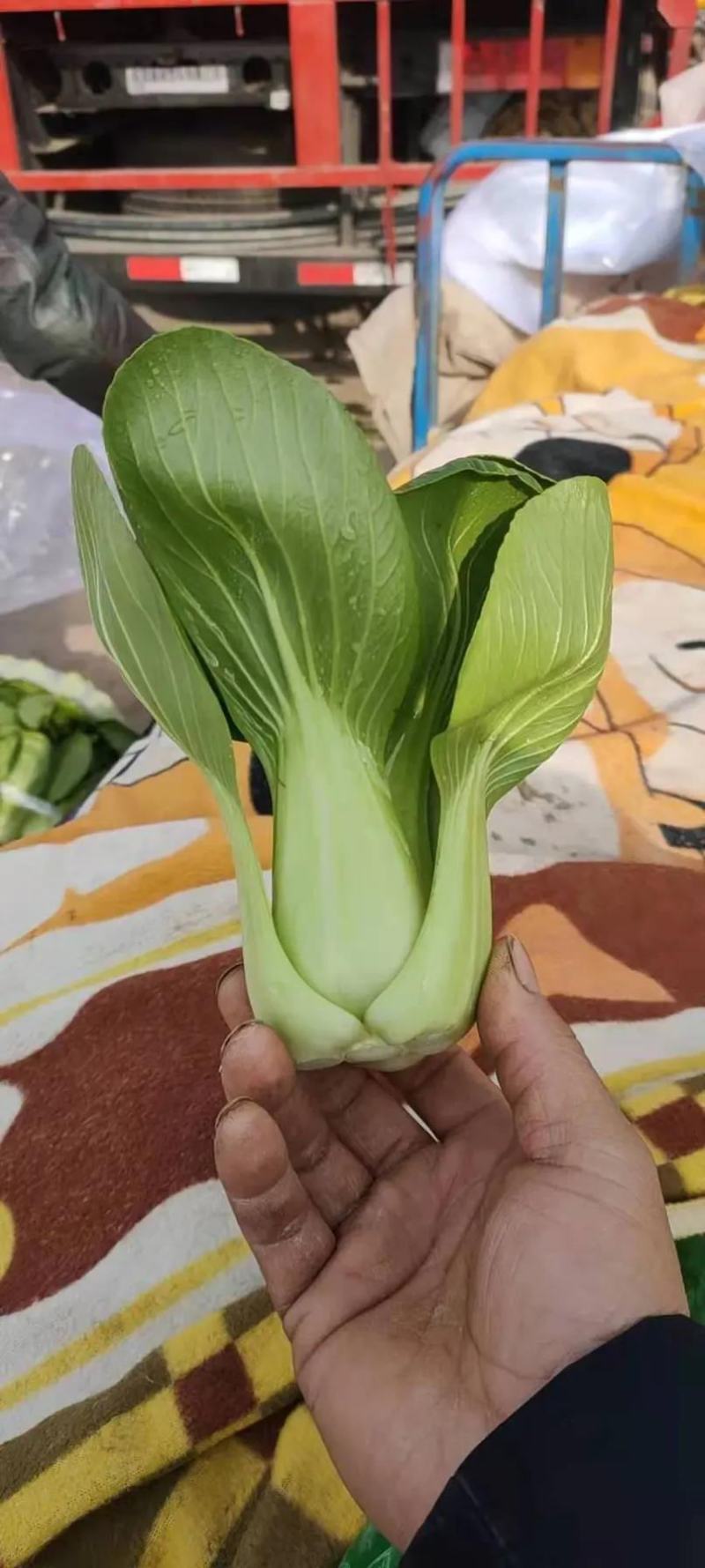 小油菜，上海青按需求提供包装大小均匀无黄叶虫眼