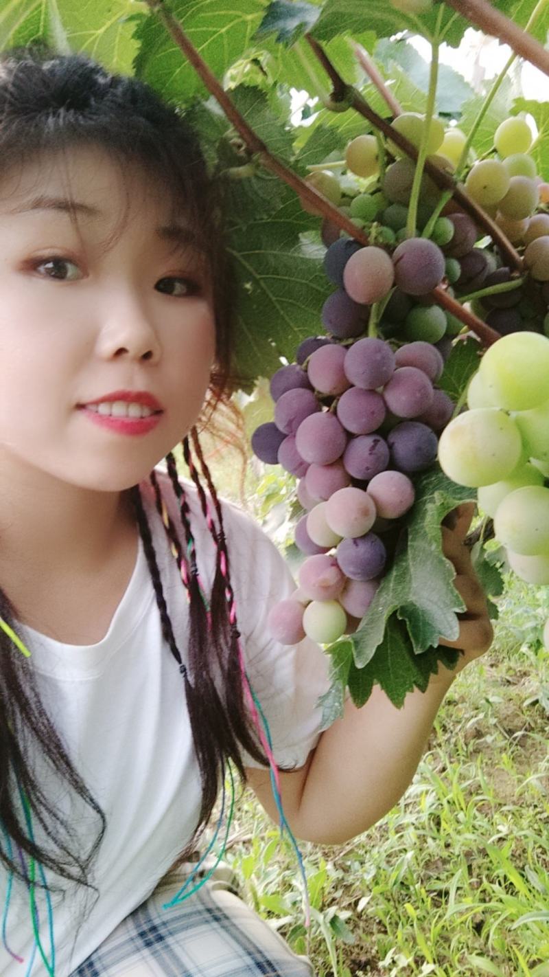 乾陵葡萄，唯一女皇武则天脚下的葡萄，甘甜可口，马上上市
