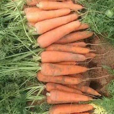 大量供应陕北红萝卜，一手货源，。