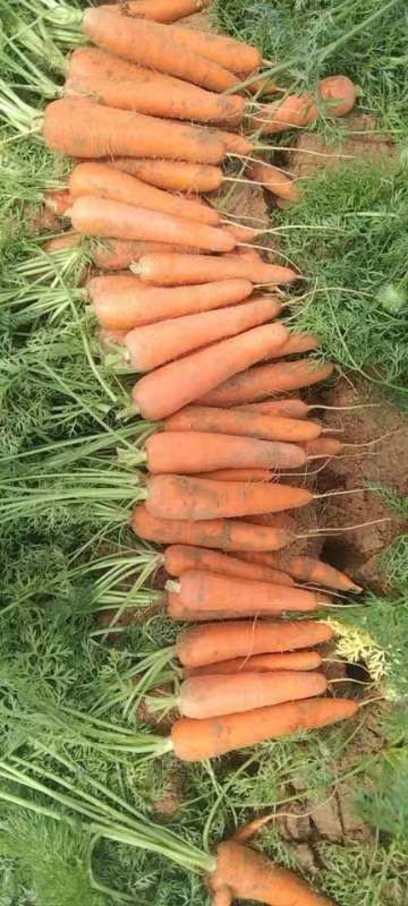 大量供应陕北红萝卜，一手货源，。