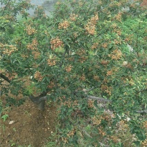 自家种植鲜花椒