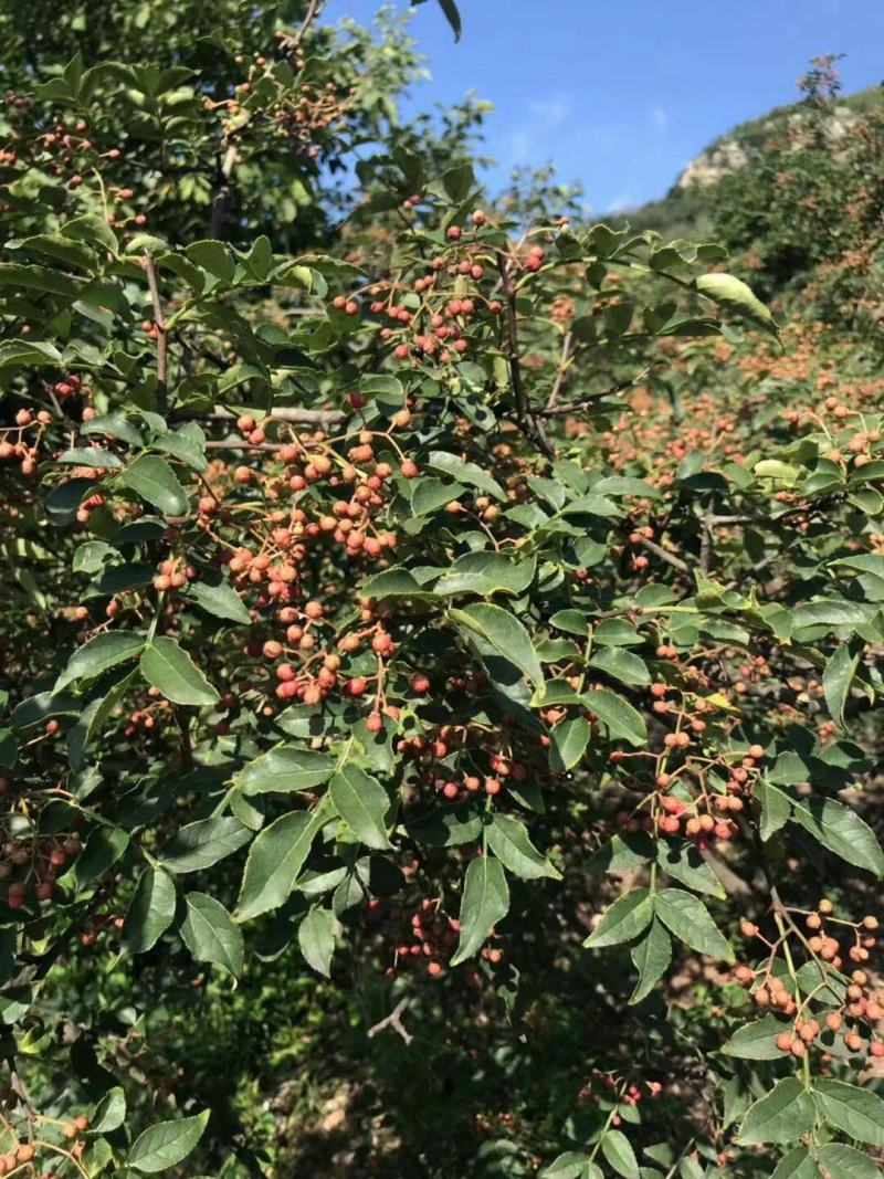 自家种植鲜花椒