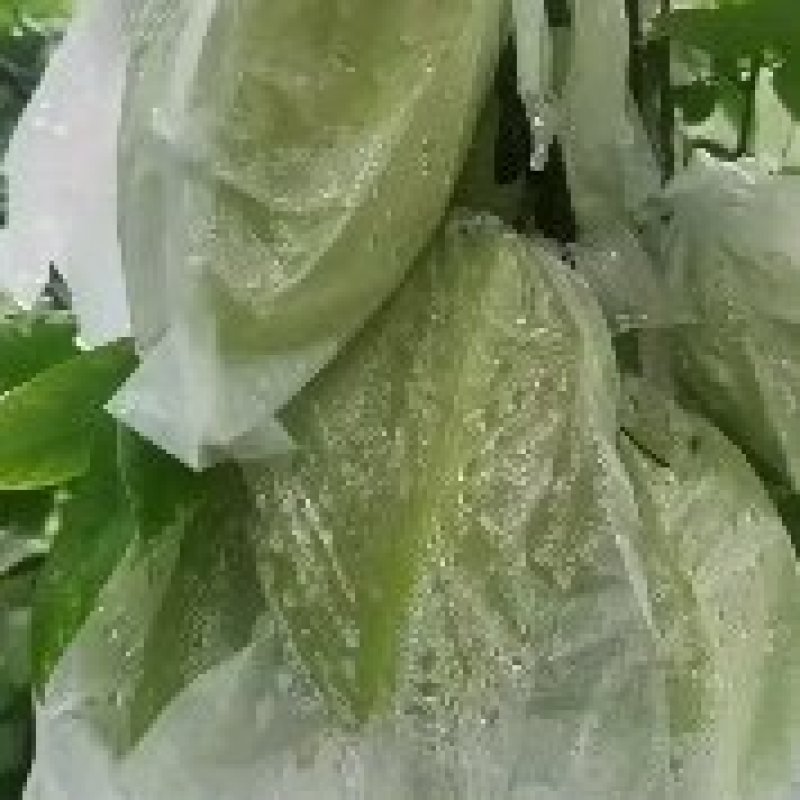 香蜜杨桃，蜜丝杨桃，大量上市，有青果，青白果