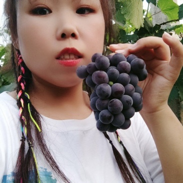 乾陵葡萄，唯一女皇武则天脚下的葡萄，甘甜可口，马上上市