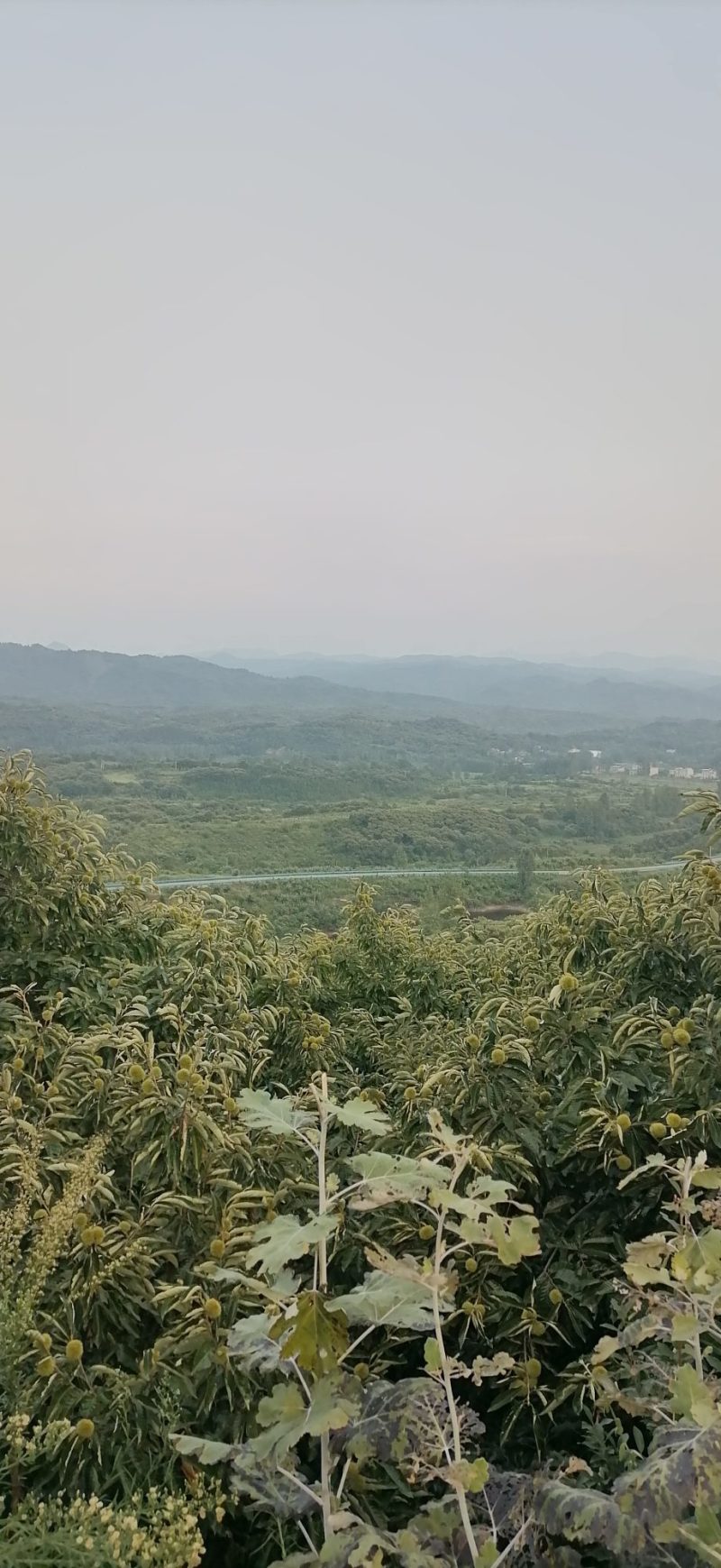 栗子