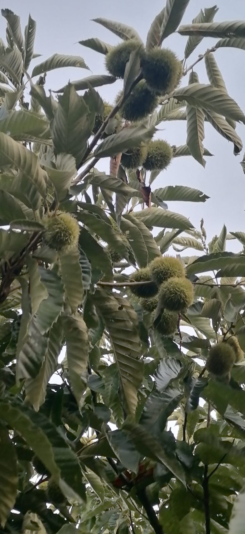 栗子