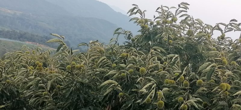 栗子