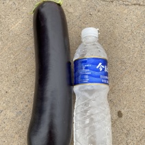 黑长茄