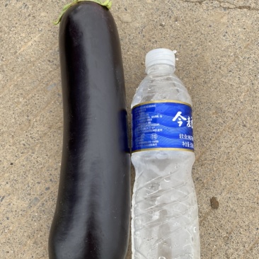 黑长茄