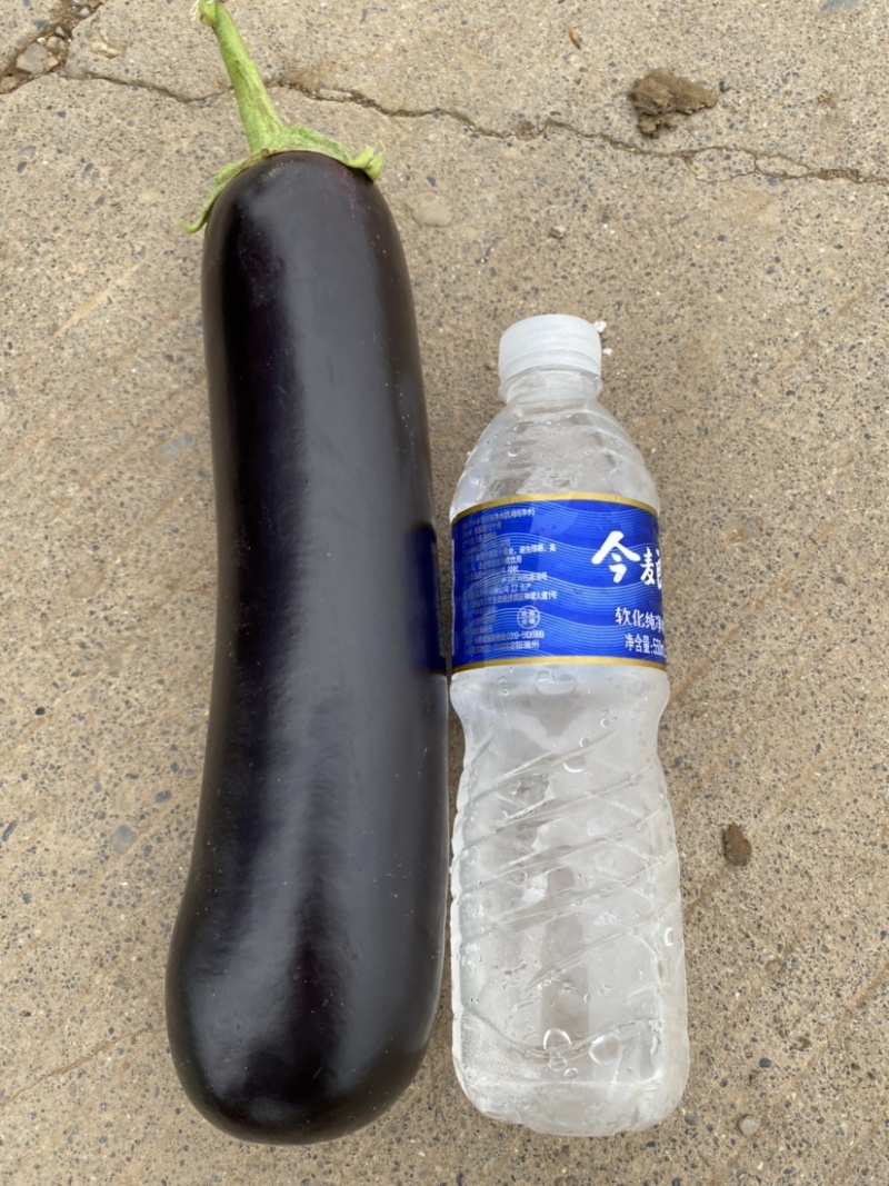 黑长茄