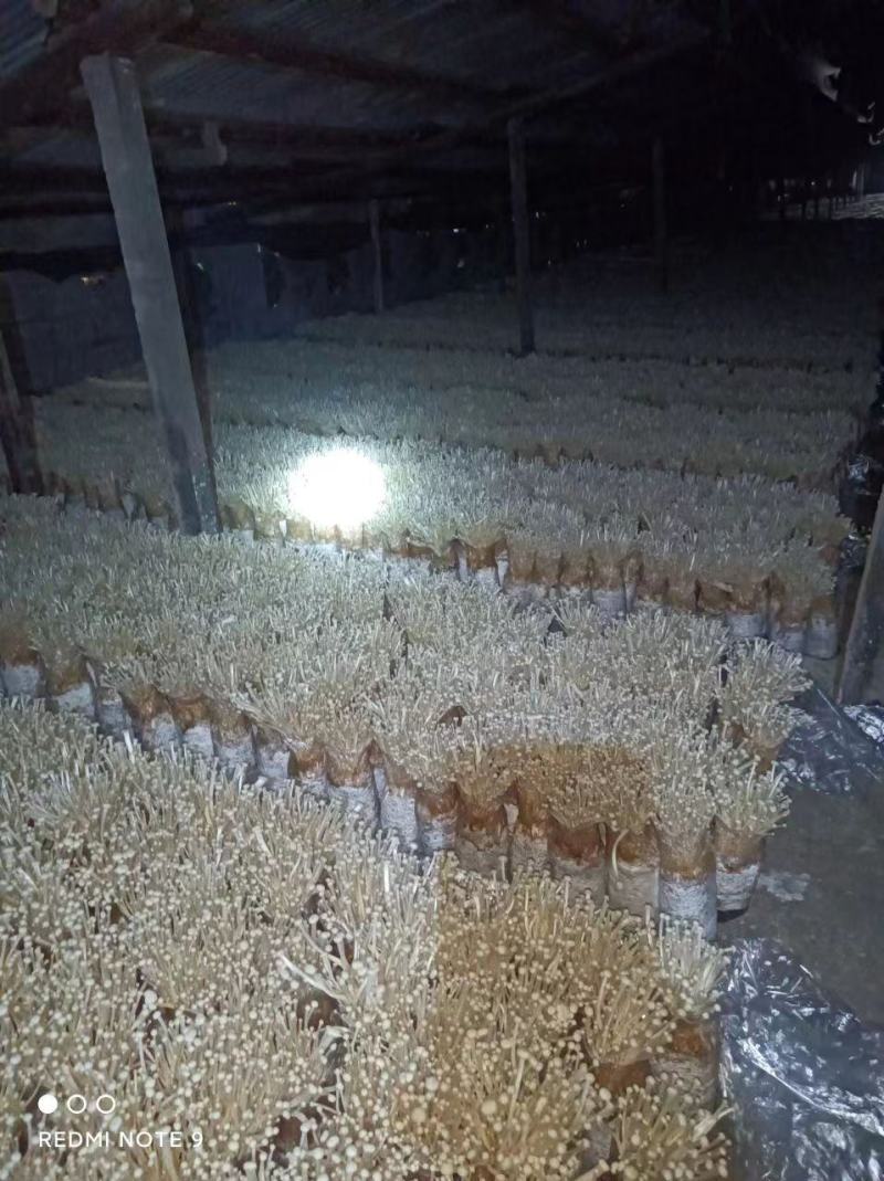 金针菇菌包菌种，黄白色，优质高产，金针菇季节分明，需要订