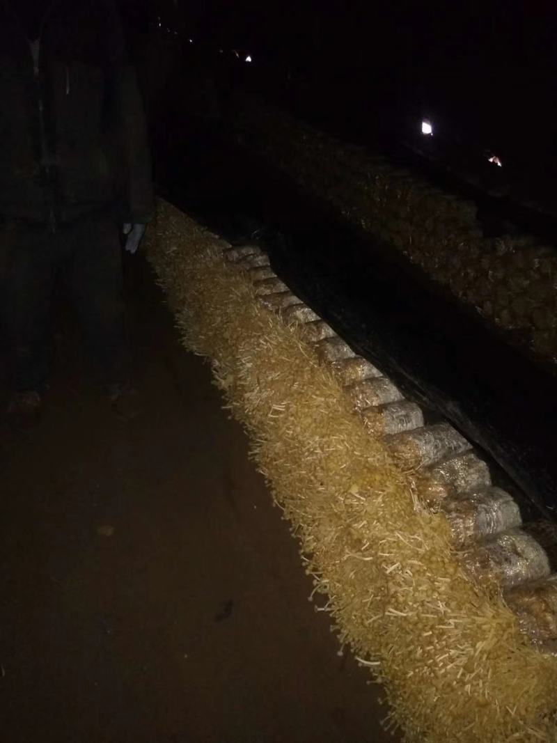 金针菇菌包菌种，黄白色，优质高产，金针菇季节分明，需要订