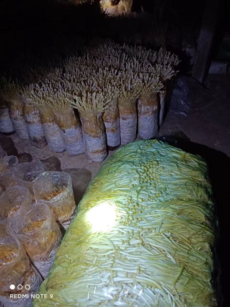 金针菇菌包菌种，黄白色，优质高产，金针菇季节分明，需要订