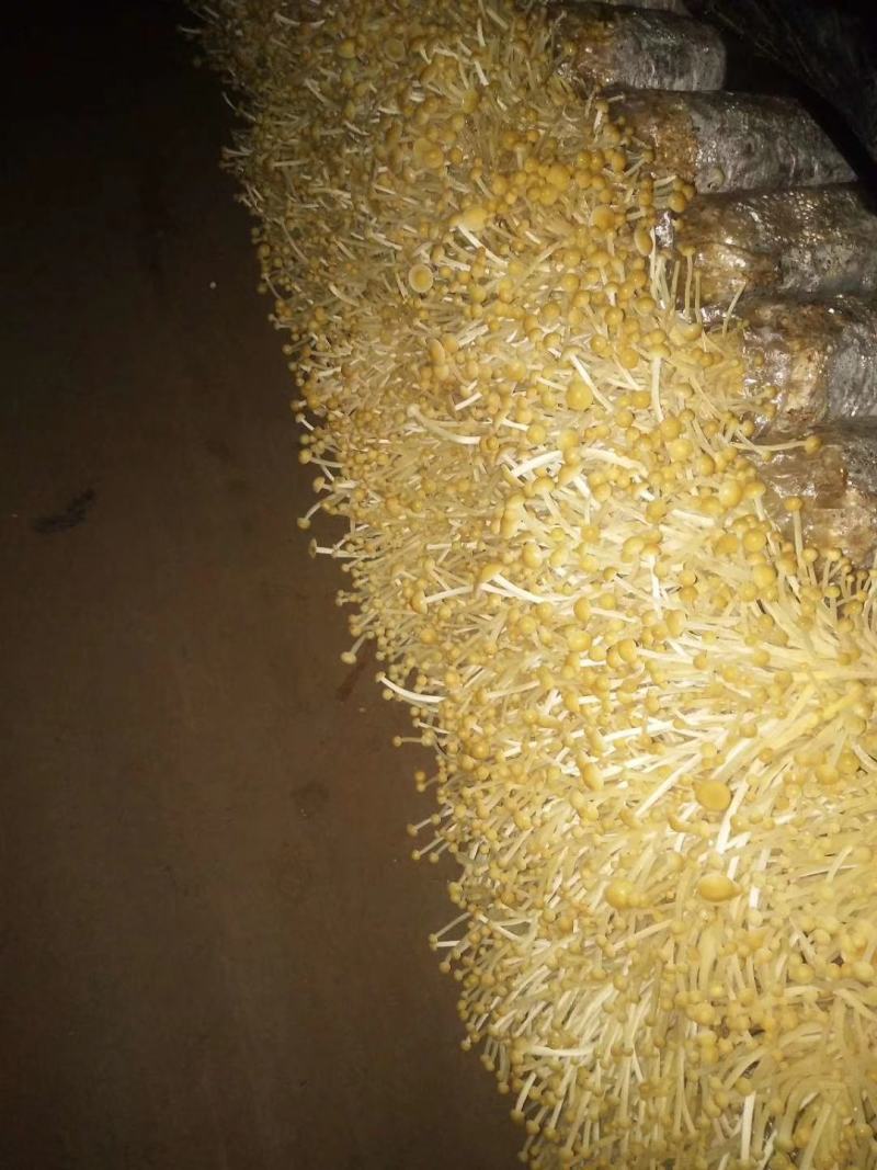 金针菇菌包菌种，黄白色，优质高产，金针菇季节分明，需要订