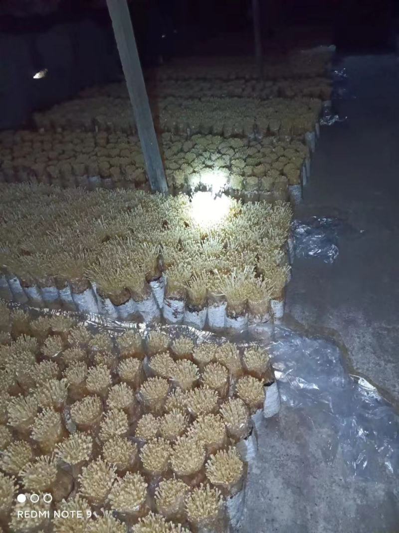 金针菇菌包菌种，黄白色，优质高产，金针菇季节分明，需要订