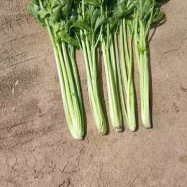 内蒙古赤峰西芹