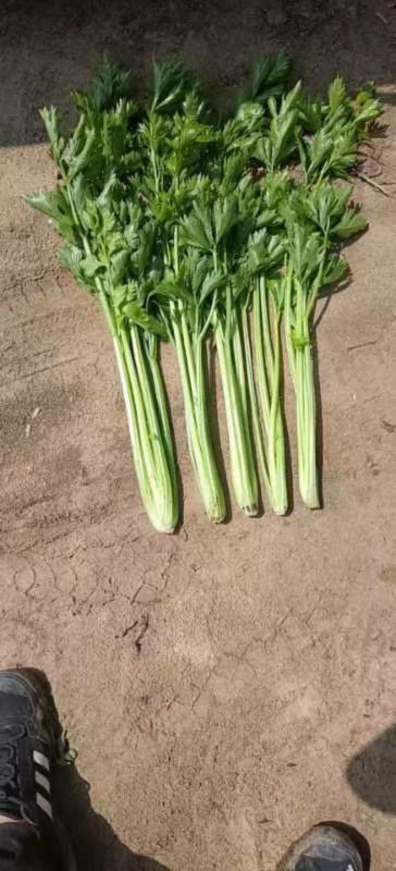 内蒙古赤峰西芹