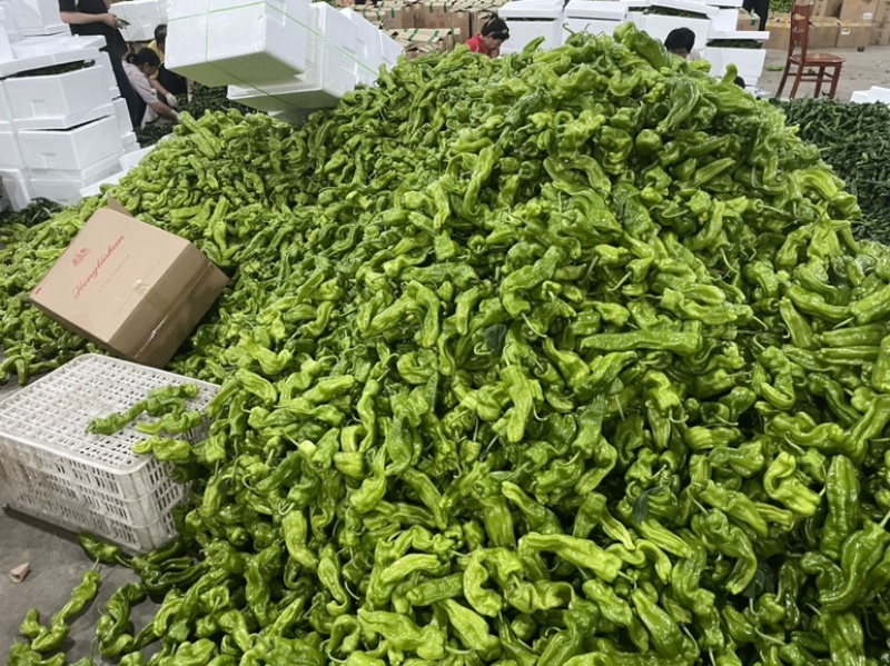 山西朔州芜湖椒大量上市，产地代办，可视频看货