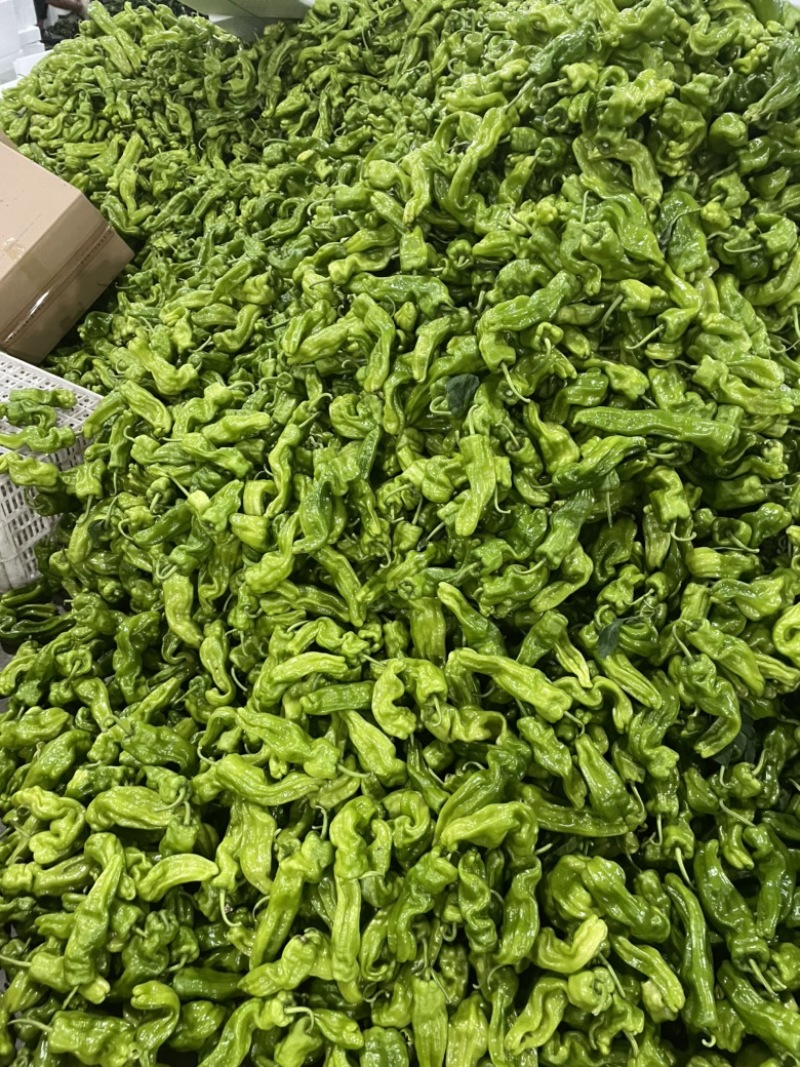 山西朔州芜湖椒大量上市，产地代办，可视频看货