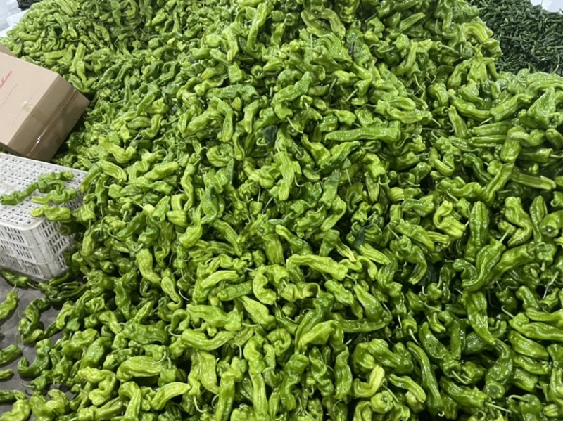 山西朔州芜湖椒大量上市，产地代办，可视频看货