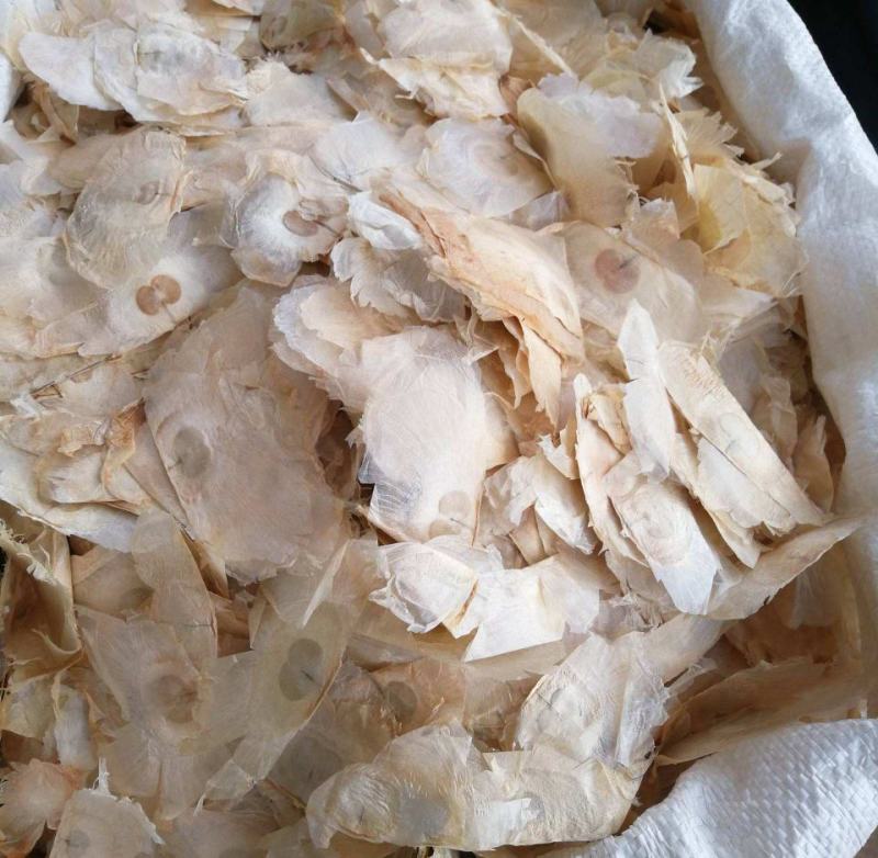 木蝴蝶千张纸泡茶药用毛鸦船玉蝴蝶大量供应一件代发