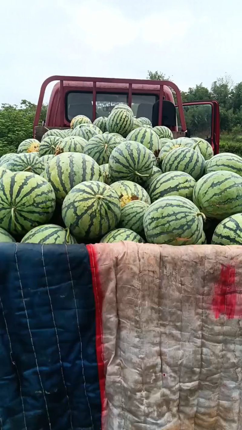 美都西瓜