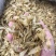小缅甸黄花胶又称豆仁胶胶质非常好约1000头