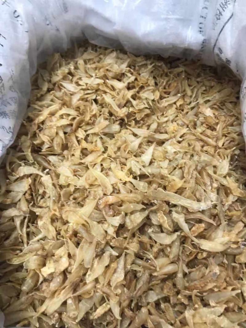 小缅甸黄花胶又称豆仁胶胶质非常好约1000头