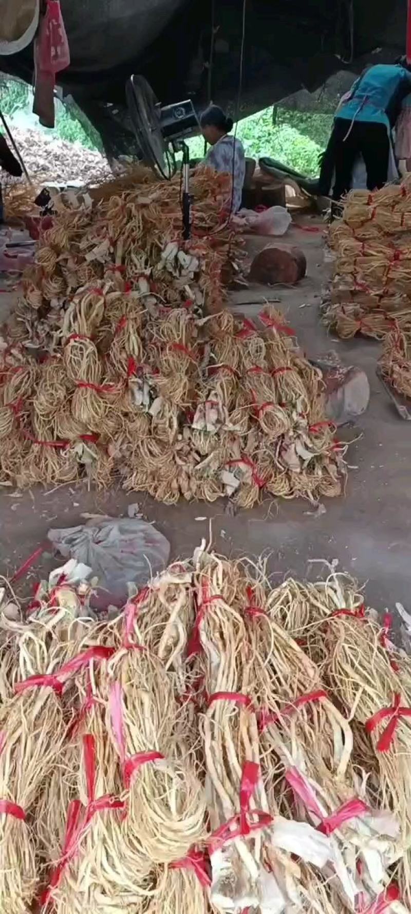 广东五指毛桃（五指牛奶）品质保证，全干无硫，奶香味十足