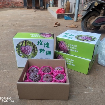 中国大陆最南端红玫释迦果