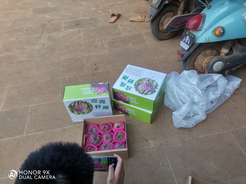 中国大陆最南端红玫释迦果