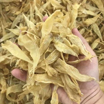 小黄花胶350头囗感胶质非常好肉厚丰满价格优惠