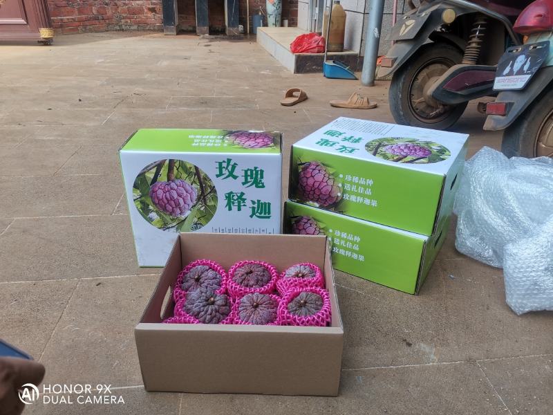 来自中国大陆最南端热带水果红玫释迦果，果中贵族，口感清甜