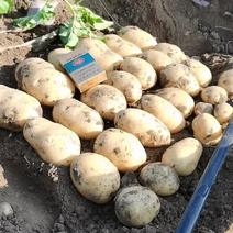 黄心土豆，V系列，荷兰土豆等，一手货源，产地直发