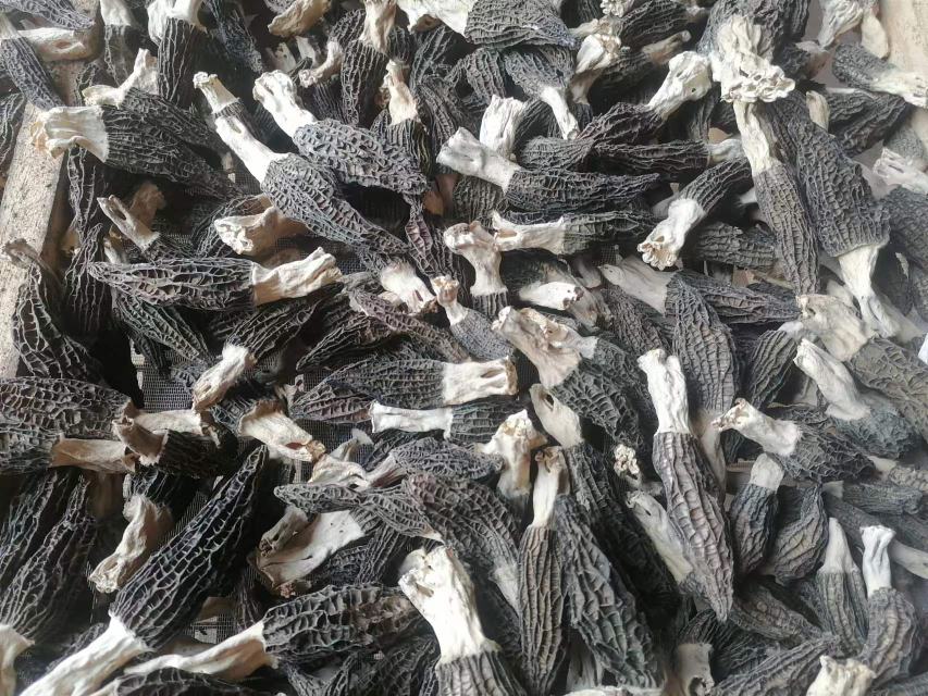 阳光下晾晒的新鲜羊肚菌,正在快速脱水 晒干羊肚菌的过程