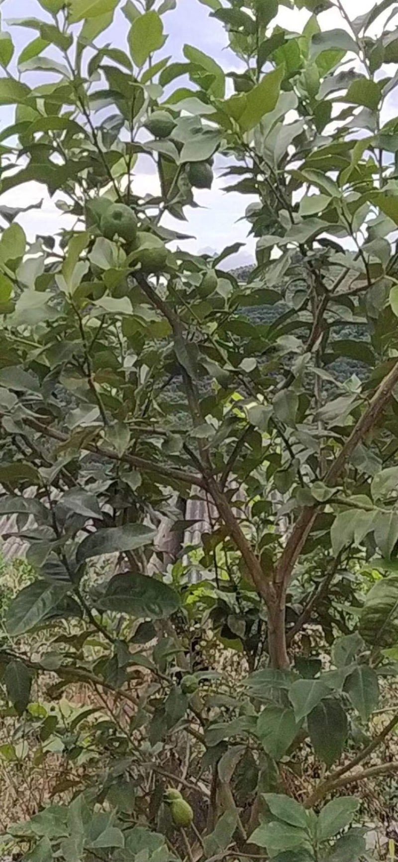 青柠檬大量上市产地直销一手货源欢迎老板进行采购