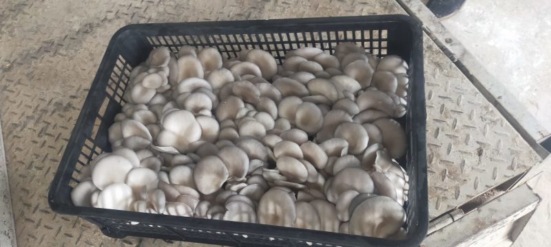 安徽省阜阳市太和县坟台镇平菇种植基地