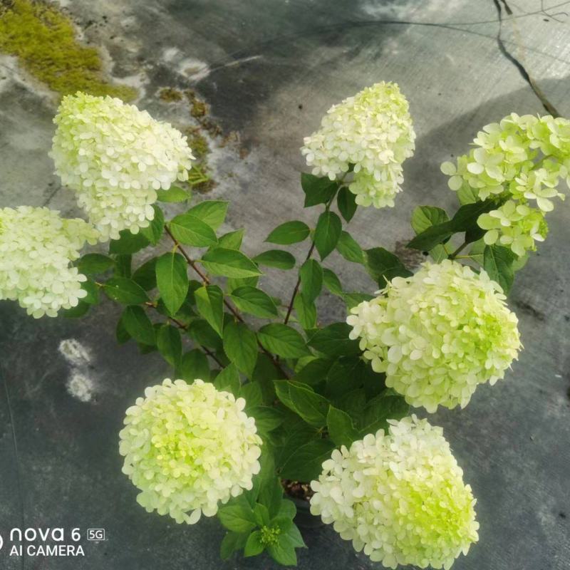高度70~1米圆锥木绣球