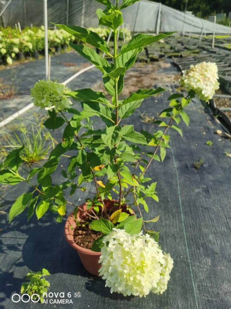 高度70~1米圆锥木绣球