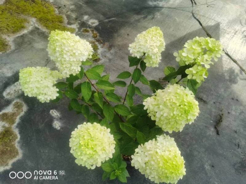 高度70~1米圆锥木绣球