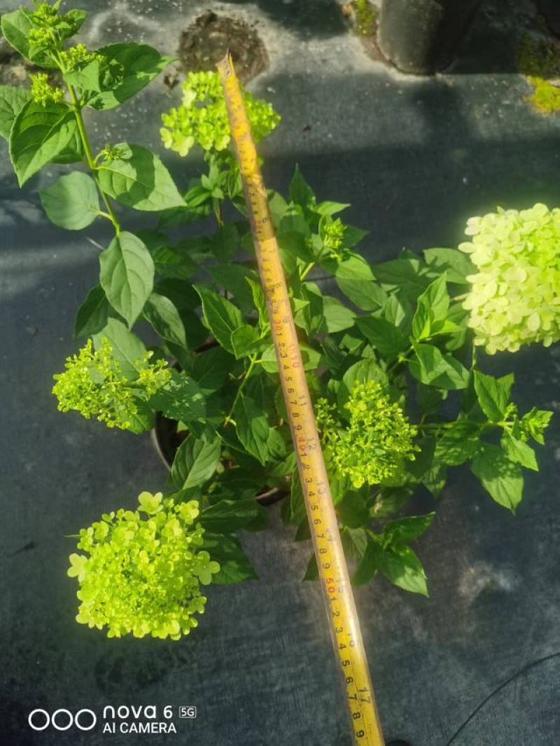 高度70~1米圆锥木绣球